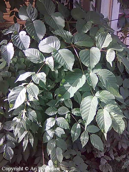 Aralia elata, piikkiaralia